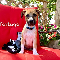 Thumbnail photo of Tortuga #2