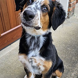 Thumbnail photo of PUPPY GORDY Pure Aussie #4