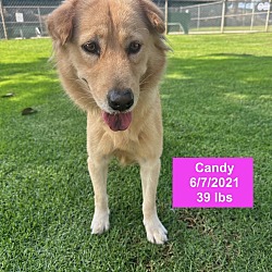 Thumbnail photo of Candy #2