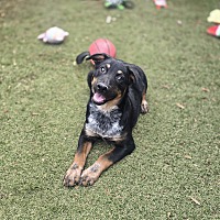 adopt a pet