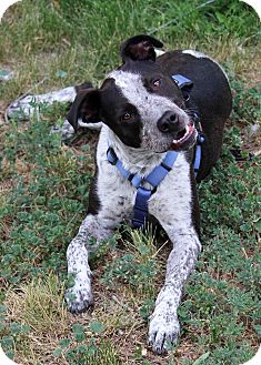 Westminster Co Blue Heeler Meet Louie A Pet For Adoption