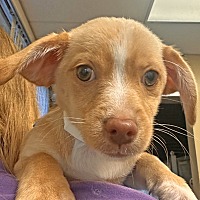 adopt a pet