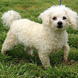 Thumbnail photo of Toby~adopted~ #4
