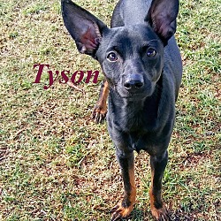 Thumbnail photo of Tyson #1