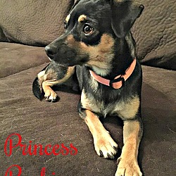 Thumbnail photo of Princess Pookie pending adoption #2