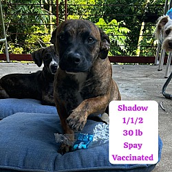 Thumbnail photo of Shadow #2