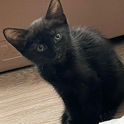 Thumbnail photo of Bronx (little black panther) #4