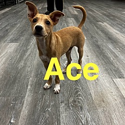 Thumbnail photo of Ace #2