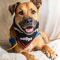 adopt a pet