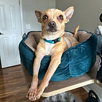 adopt a pet