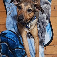 adopt a pet