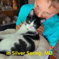 adopt a pet
