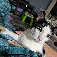 adopt a pet
