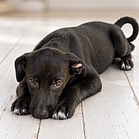 TREAT BOO ~ MEET ME! - Labrador Retriever / German Shepherd Dog available for adoption