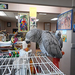 Thumbnail photo of “Libby 1 Spoiled African Grey #1