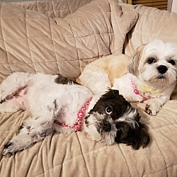 Thumbnail photo of Coco and Pandy #1
