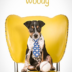 Photo of Woody