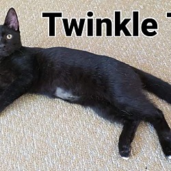 Photo of Twinkle Toes