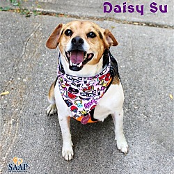 Photo of Daisy Su