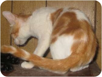 Dallas Tx Turkish Van Meet Pumpkin A Pet For Adoption