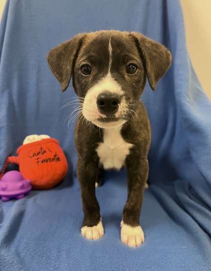 Gloucester, MA - Labrador Retriever. Meet Gus a Pet for Adoption ...