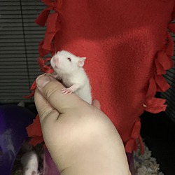 Thumbnail photo of Baby girl rats #2