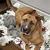 adopt a pet