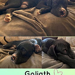 Thumbnail photo of GOLIATH - 6 MONTH CANE CORSO #1