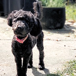 Thumbnail photo of Cleo (Mini Labradoodle Puppy) #1