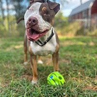 adopt a pet