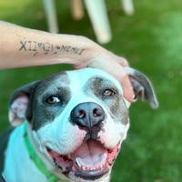 adopt a pet