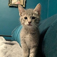 adopt a pet