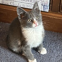adopt a pet
