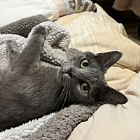 adopt a pet