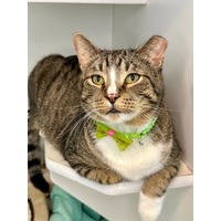 adopt-pet