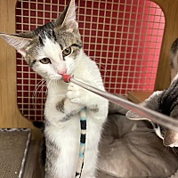 adopt a pet