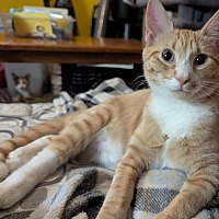 adopt a pet