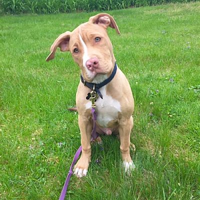 East Hartford, CT - Pit Bull Terrier. Meet JJ a Pet for Adoption ...