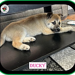 Thumbnail photo of Ducky - ADOPTED!!! #4