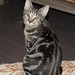 Photo of Lynx (in foster) ADOPTION PENDING!