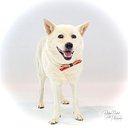 Thumbnail photo of Jinny Jinsook - DIAMOND DOG #3