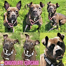 Thumbnail photo of Chocolate Cupcake #1