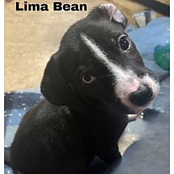 Thumbnail photo of Lima Bean #3