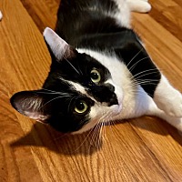 adopt a pet