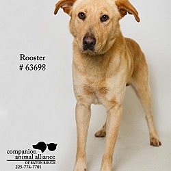 Thumbnail photo of Rooster  (Foster) #3
