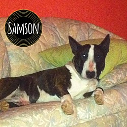 Thumbnail photo of Samson #1