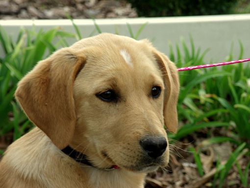 Princeton Ky Golden Retriever Meet Aja Adopted A Pet For Adoption