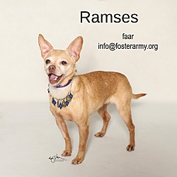 Thumbnail photo of Ramses #1