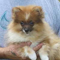 Photo of Tiny Dancer