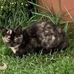 Photo of Pixel